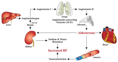 A Tale of High Blood Pressure and COVID-19: two diseases, one receptor - Dr. Brucker