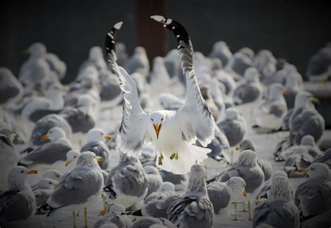 California Gull | Audubon Field Guide