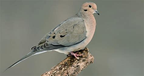 Mourning Dove Life History, All About Birds, Cornell Lab of Ornithology