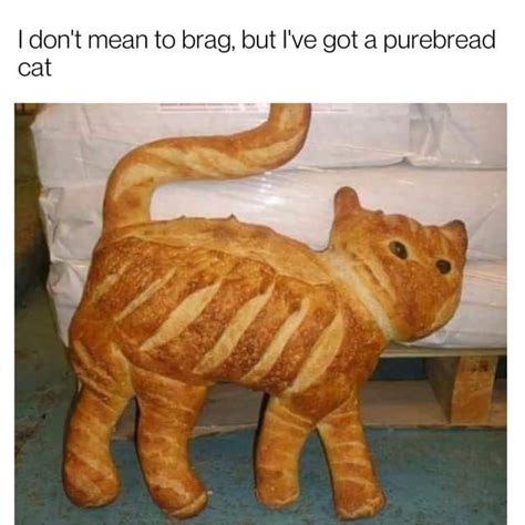 A Pure Bread Cat! : r/Catmemes