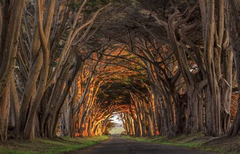 Don't forget to take a stroll under the picturesque Cypress Tree Tunnel and be… | Places in ...