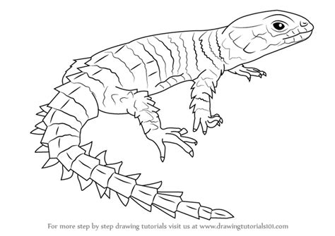 Learn How to Draw an Armadillo Girdled Lizard (Reptiles) Step by Step : Drawing Tutorials