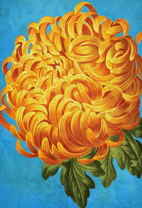 Chrysanthemum Print Chrysanthemum art botanical print flower | Etsy