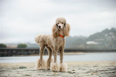 Standard Poodle Growth Chart: How Big Will Your Standard Poodle Get ...