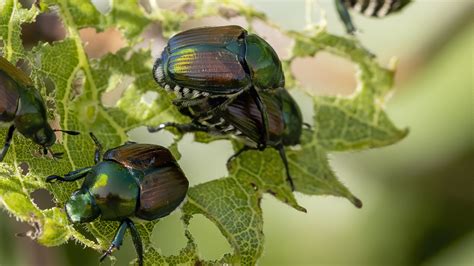 Keep Japanese Beetles Out Of Your Garden With An Unexpected Kitchen Staple