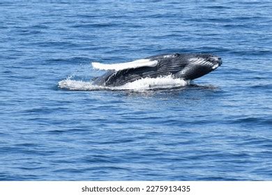 Baby Humpback Whale Breaching Near Coast Stock Photo 2275913435 ...