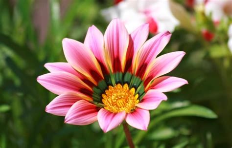 Care Of Gazania Flowers for this season | Blog.Nurserylive.com | gardening in india