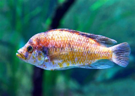 9 Fascinating Facts About Lake Victoria Cichlids (Uganda): 45 Species ...