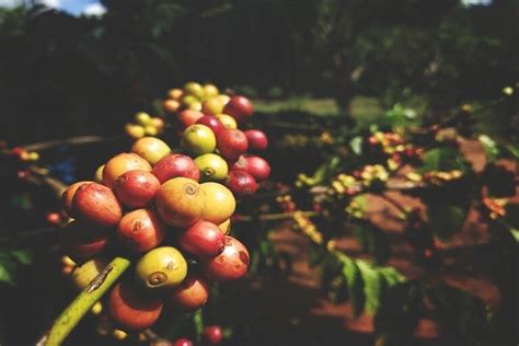 Coorg Coffee Plantations: A Blend of Nature & Aroma | SOTC