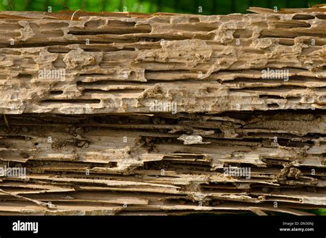 Drywood termite infestation, with damage on wooden beams Stock Photo: 64605342 - Alamy