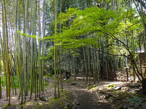 floresta-de-bambu-em-kyoto-bambuzal - Let's Fly Away