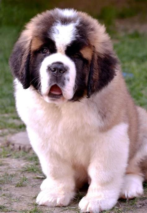 Best 25+ Saint bernard dog ideas on Pinterest | Saint bernard puppies, St bernard puppy and St ...