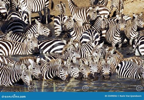 Zebra Herd Drinking In Serengeti Stock Photo - Image: 2349056