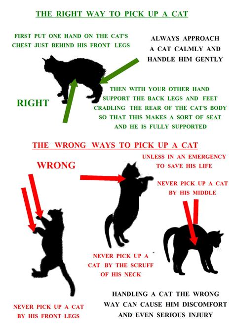 The right way to pick up your cat | Cat care, Cat facts, Cat language