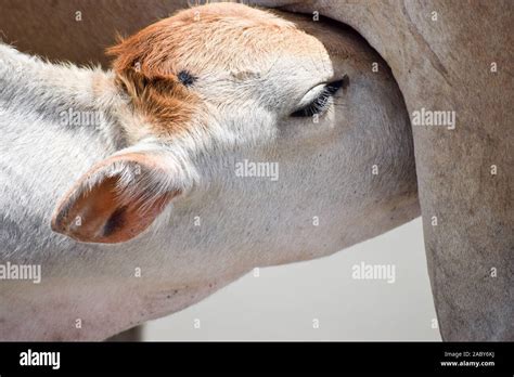 Cute Baby Calf Drinking Mothers Milk . Indian Cow Feeding Milk to her ...