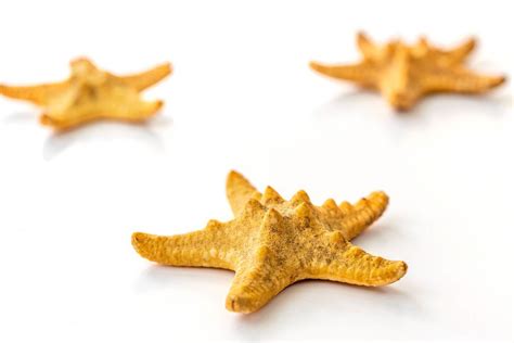 Starfish shells on a white background - Creative Commons Bilder