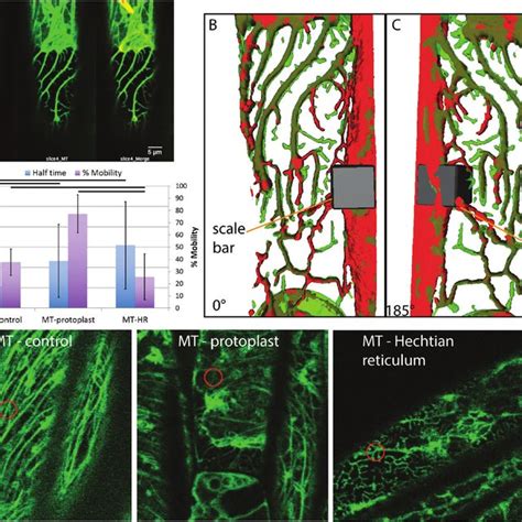 (PDF) Plasmolysis-deplasmolysis causes changes in endoplasmic reticulum ...