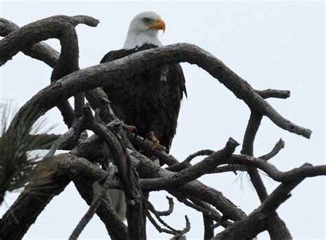 Bald eagle, Big Bear Lake | Free Photo - rawpixel