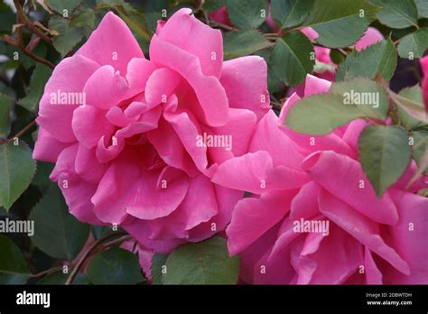 Hybrid rose (Rosa Stock Photo - Alamy