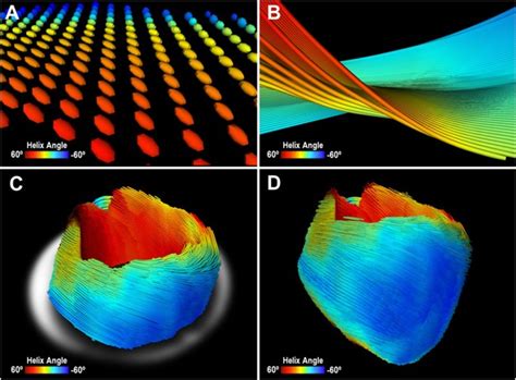 Three-dimensional Cardiomyocytes Structure Revealed By Diffusion Tensor Imaging and Its ...