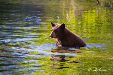 Lake Tahoe Photo Gallery | Lake Tahoe Wildlife | Bear in Pool