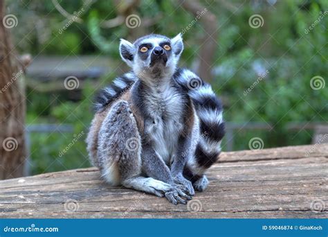 A Little Lemur With A Long Striped Tail Stock Photo - Image: 59046874