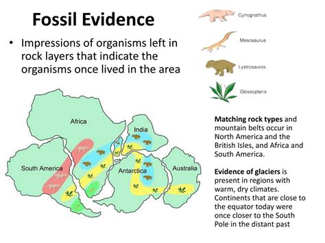 PPT - Continental Drift & Plate Tectonics PowerPoint Presentation - ID:5273682