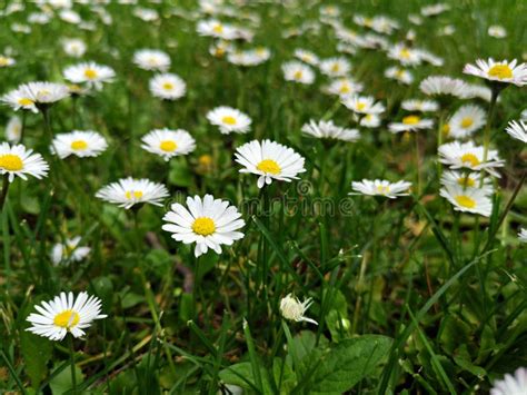 Field of Daisies - Wild Daisy Flowers in the Grass Stock Photo - Image of garden, environment ...