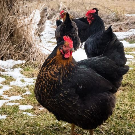 Raising Black Star Chickens - Breed Facts - ChickenCoopGuides.com