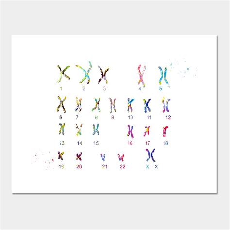 Female Chromosome Idiogram Wall And Art Print in 2023 | Biology art, Art prints, Art