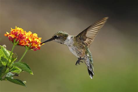 How To Draw A Hummingbird And Flower