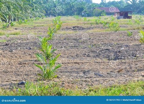 Replanting palm oil tree stock image. Image of food, farm - 56131793