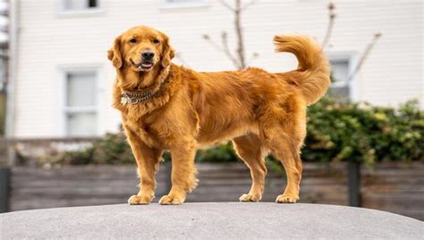 Show Golden Retriever Vs Field Golden Retriever - Explained!