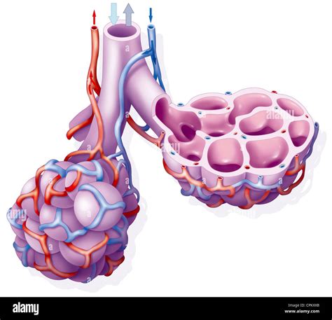 LUNG ALVEOLUS, DRAWING Stock Photo - Alamy