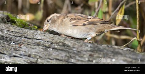 Female Tree sparrow ( passer montanus Stock Photo - Alamy