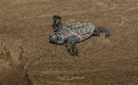 Hatching Of Turtles in Kosi Bay - Atractions 1r.co.za