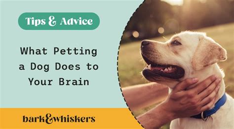 Petting a Dog Is Good for Your Brain