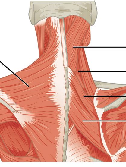 Muscle Of Neck Posterior - Human Anatomy