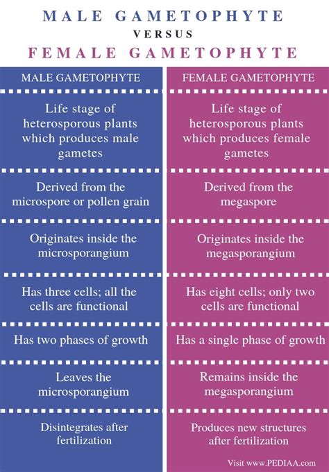 What is the Difference Between Male and Female Gametophyte - Pediaa.Com