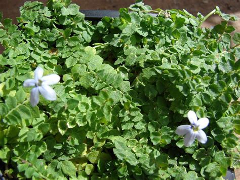 Blue Star Creeper Plant Care - Using Blue Star Creeper As A Lawn | Ground cover plants, Creepers ...