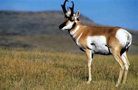 Pronghorn Antelope Facts | Anatomy, Diet, Habitat, Behavior - Animals Time