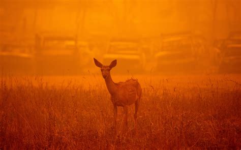 How to protect animals from wildlife smoke | Popular Science