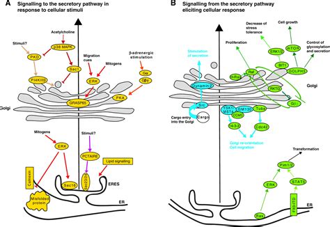 Signalling to and from the secretory pathway | Journal of Cell Science