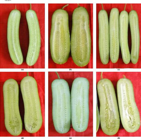 [PDF] Inheritance of parthenocarpy in gynoecious cucumber (Cucumis ...