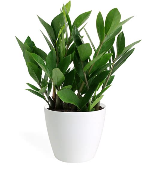 Zamiaculcas Zamifolia Small in Eva White | Plants, Small indoor plants, Potted plants patio