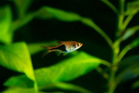 21 Small Freshwater Fish For Nano Tanks & Aquariums