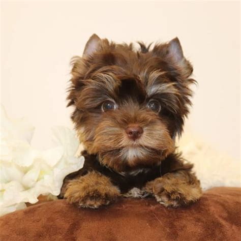 Yorkie Colors | Complete List of All Recognized Yorkie Coat Colors