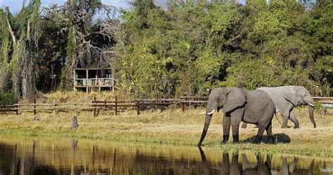 Classic Botswana Safari Packages - Game Lodges, Bush Camps