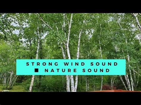 Strong Wind Sound || Nature Sound - YouTube