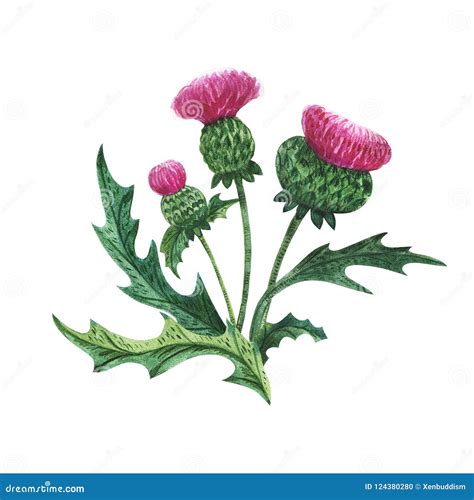 Scottish Thistle Drawing Cartoon Vector | CartoonDealer.com #98832361